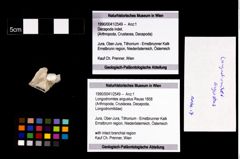 Foto (Objekt + Etikett) von Longodromites angustus (Reuss 1858)  (NHMW-GEO-1990-0041-2549)